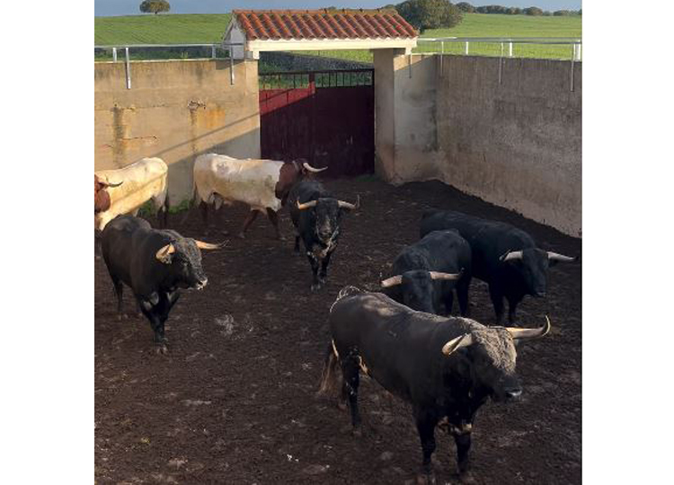 Les Bulls de José Enrique Fraile de Valdefresno set pour les ventes (vidéo)