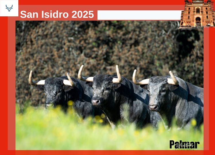 Les cinquième taureaux pour l'une des affiches vedettes de San Isidro