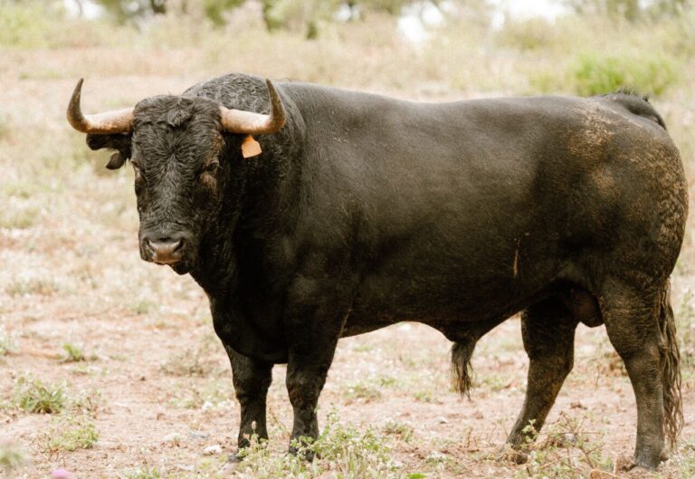 Les taureaux de Núñez del Cuvillo pour le «Cartelazo» le 17 mai à Valladolid