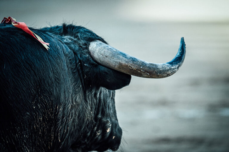 San Isidro 2025 et l'excellent taureau, le meilleur hommage aux 120 ans du Ructl