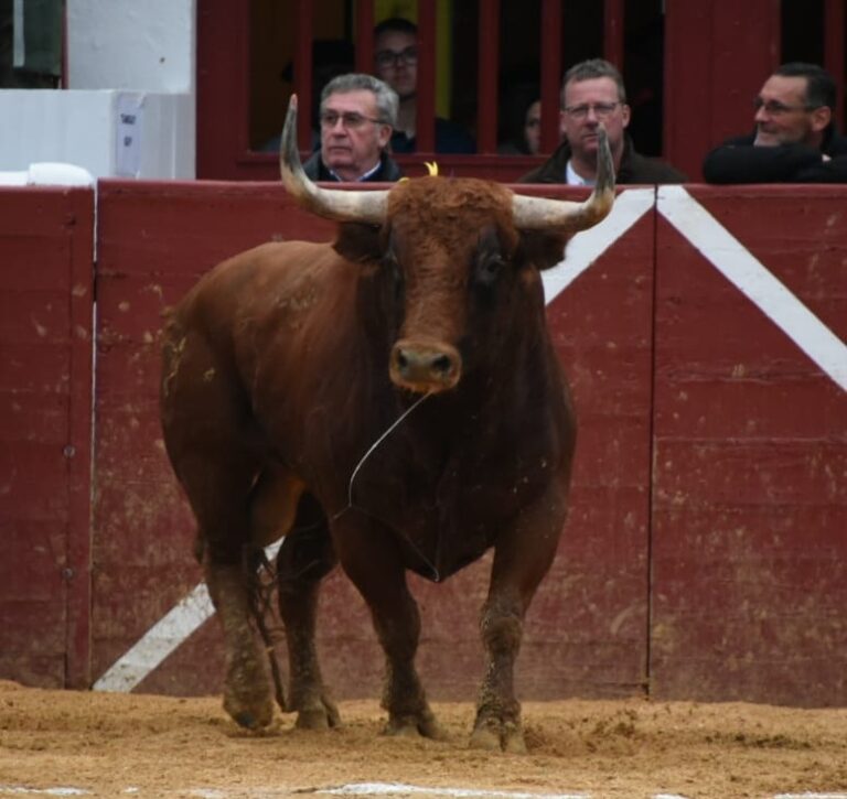 Actualités et retours légendaires dans l'équipe complète de l'élevage de Vic-Fezensac
