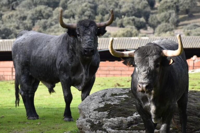 Céret, le bullisme à l'état pur sur son élevage 2026