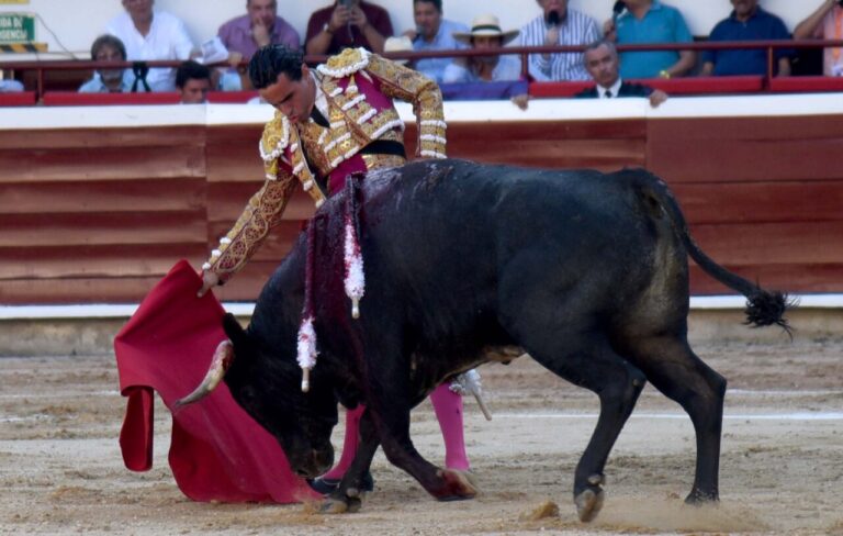 Joaquín Galdós, parmi les épaves de bétail à Cali