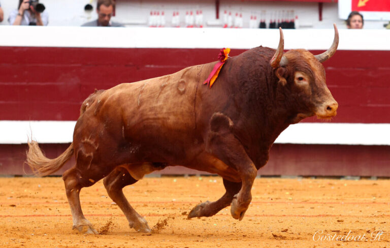 La saison Dax, avec l'élevage : un engagement de variété