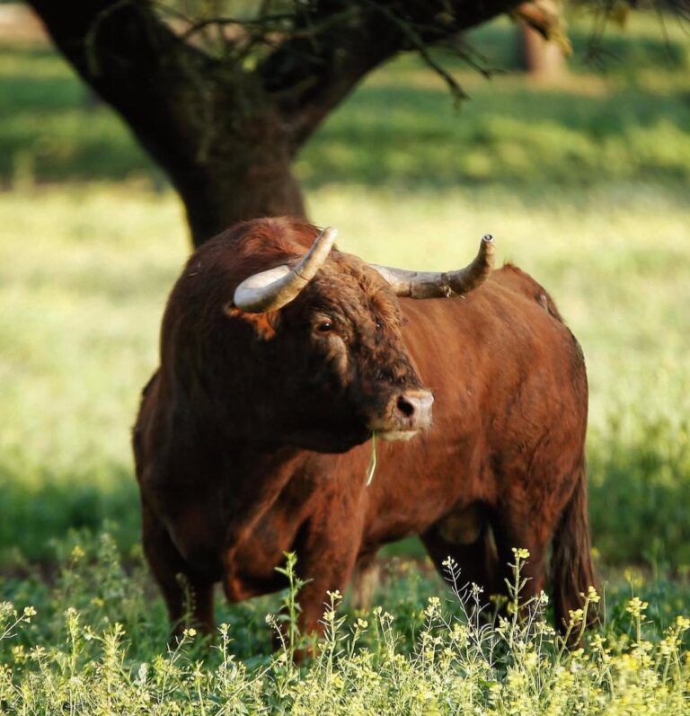 Talavante : « Je veux amener l’élevage vers un lieu de qualité et de substance »