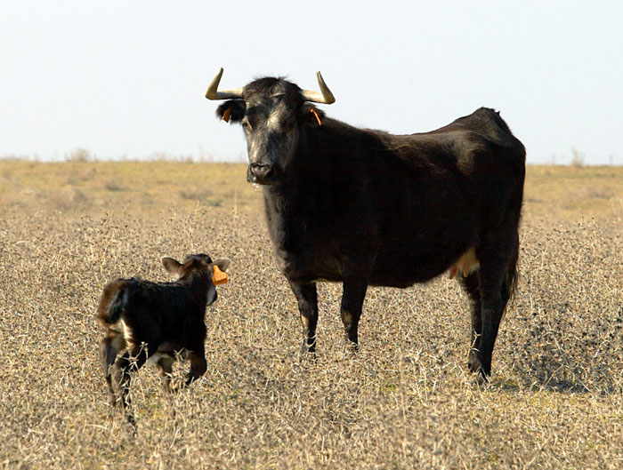 Les portées sont déjà prêtes et engagées