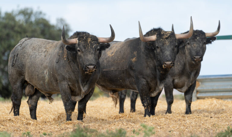 Le taureau, ce bien précieux, essentiel et rare