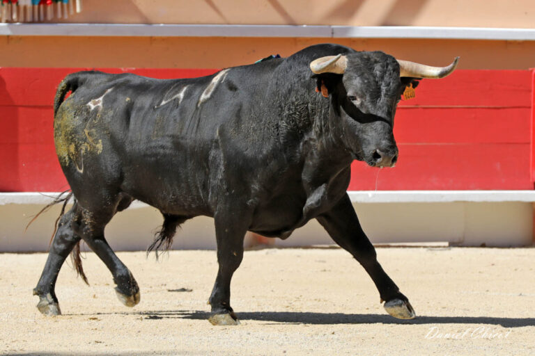 Un défi d'élevage lors de la journée taurine de Saint Martin de Crau