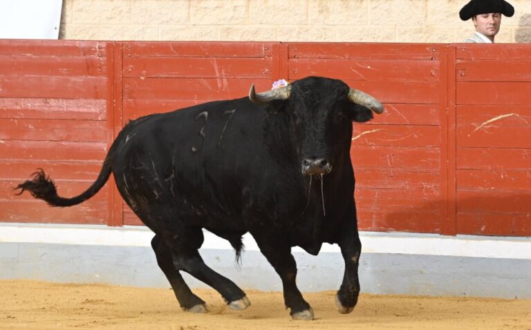 Villaseca de la Sagra, fidèle à la diversité des inserts, présente le bétail du Potier d'Or