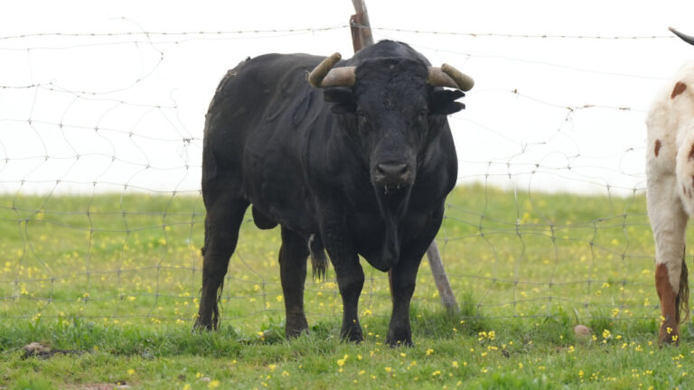 Decoroso, la première miura qu'Álvaro Lorenzo affrontera dans sa carrière pour son exploit solidaire à Tolède