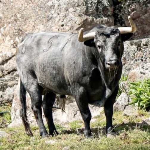El Molar organisera une corrida Flor de Jara pour sa foire de mai