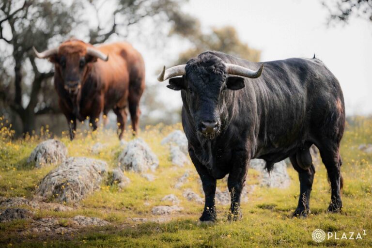 En vidéo et photos, les quadris sérieux et typiques du début de saison à Las Ventas