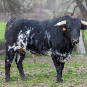 Les bouvillons d'Ángel Luis Peña, El Álamo, Antonio Ordóñez et Ginés Bartolomé pour le circuit de Madrid