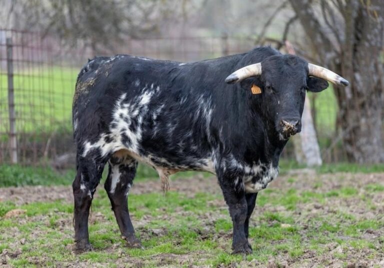 Les bouvillons d'Ángel Luis Peña, El Álamo, Antonio Ordóñez et Ginés Bartolomé pour le circuit de Madrid


