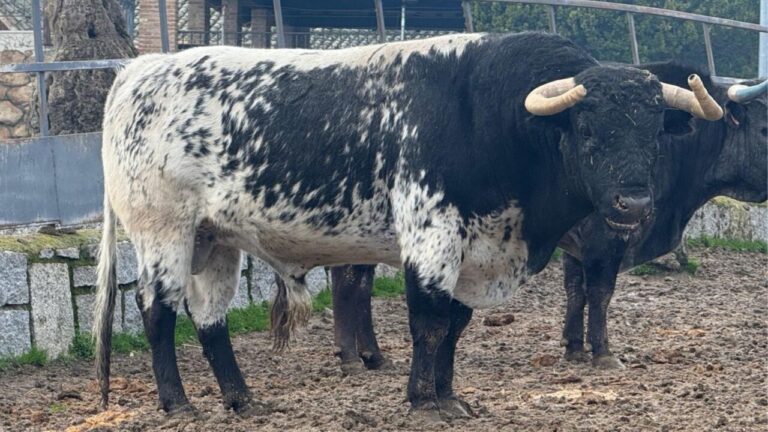 Les bouvillons de Quintas et Guerrero y Carpintero pour la première du circuit de Madrid