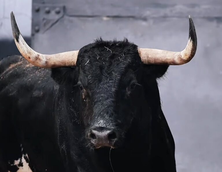 Les taureaux de Dolores Aguirre pour le dimanche des Rameaux sont déjà à Las Ventas