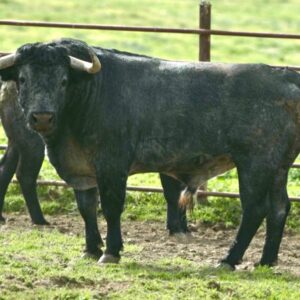 « Plantaviñas », le taureau de Victorino Martín pour l'exploit solo d'Álvaro Lorenzo à Tolède