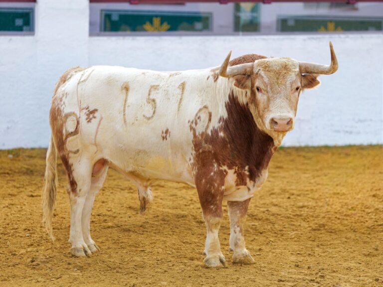 Catalino, d'Alcurrucén, ouvre la Feria d'Avril à Séville