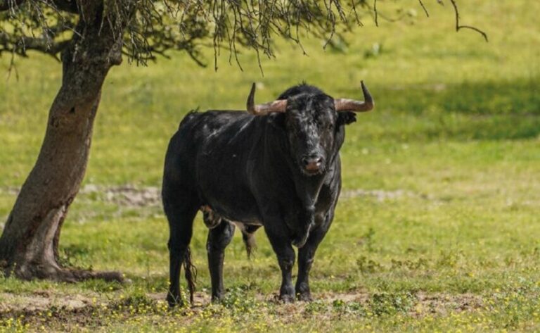 La Lidia Livestock Association fête ses soixante-quinze ans