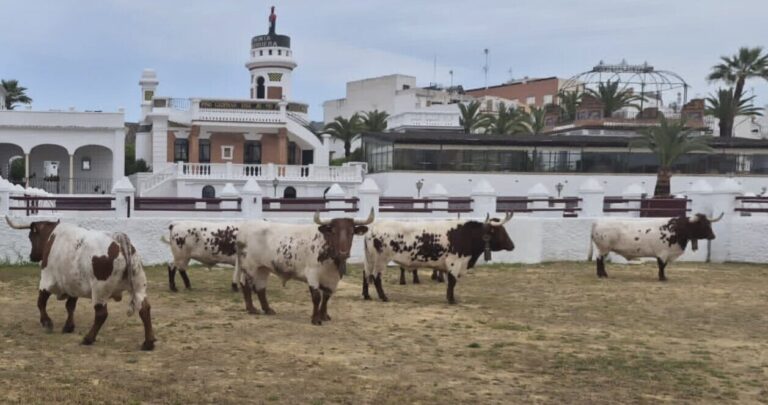 Les bœufs de Florito, à la vente d'Antequera