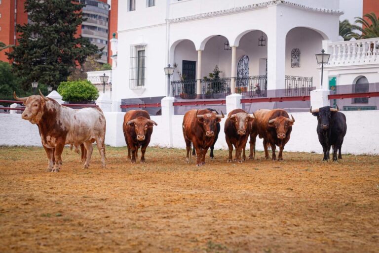 Les taureaux Alcurrucén, les premiers à arriver à la Real Venta de Antequera