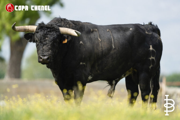 Les taureaux d'Antonio López Gibaja et Baltasar Ibán pour la Coupe Chenel