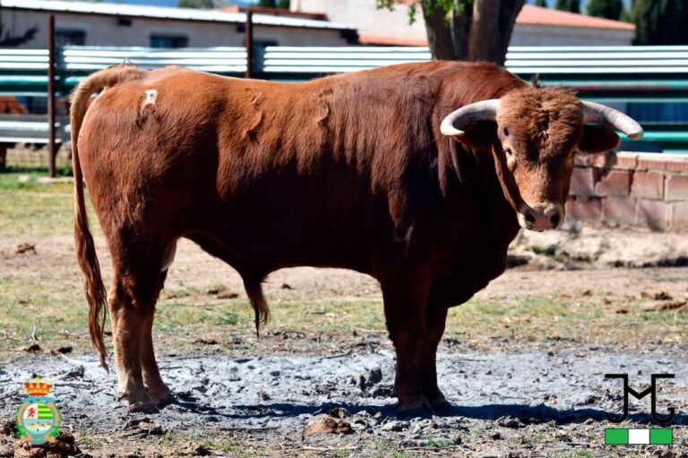 Les taureaux de La Olivilla pour la finale du XIIe Potier d'Argent de Villaseca de la Sagra