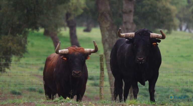 Palhas impressionnants pour les ventes
