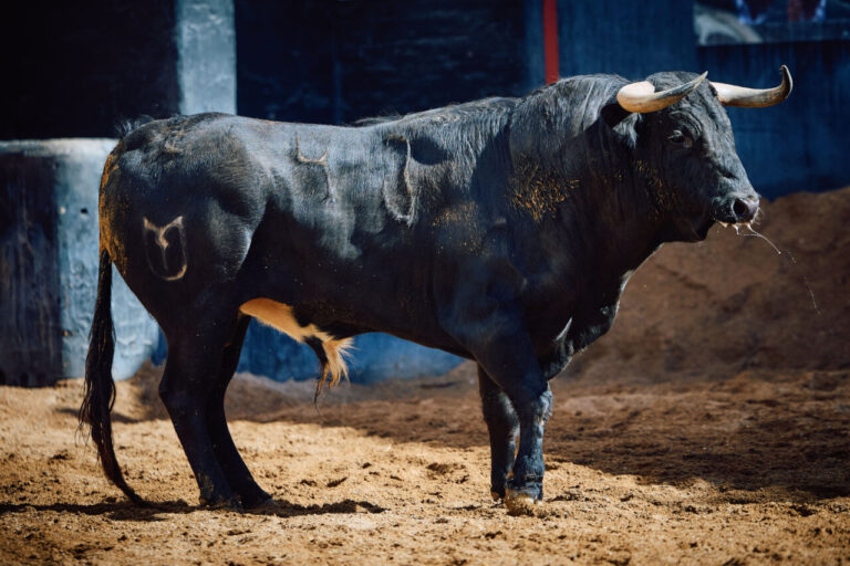 Resfriado, de Talavante, ouvre un lieu à Séville