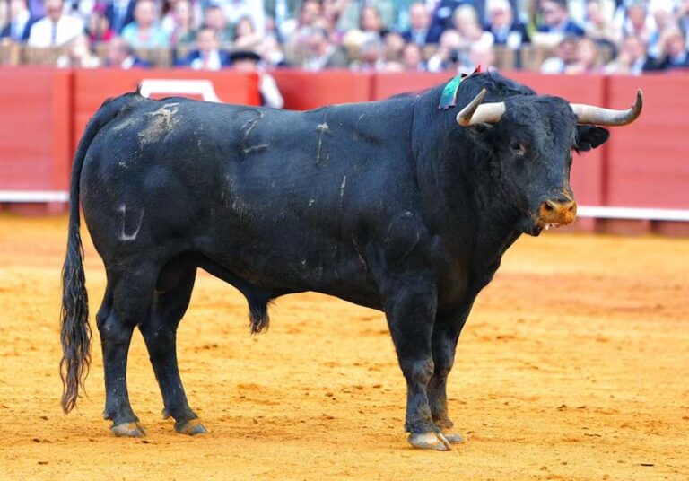 « Secretario », d'El Parralejo, élu meilleur taureau de la Foire d'Avril par le Collège des Vétérinaires de Séville