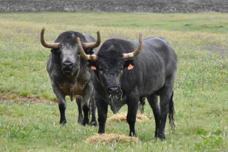 L'imposante charrette taurine de Céret