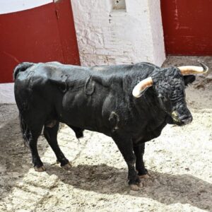 Marqués, de José Enrique Fraile de Valdefresno, ouvre la Foire de Juillet de Valence