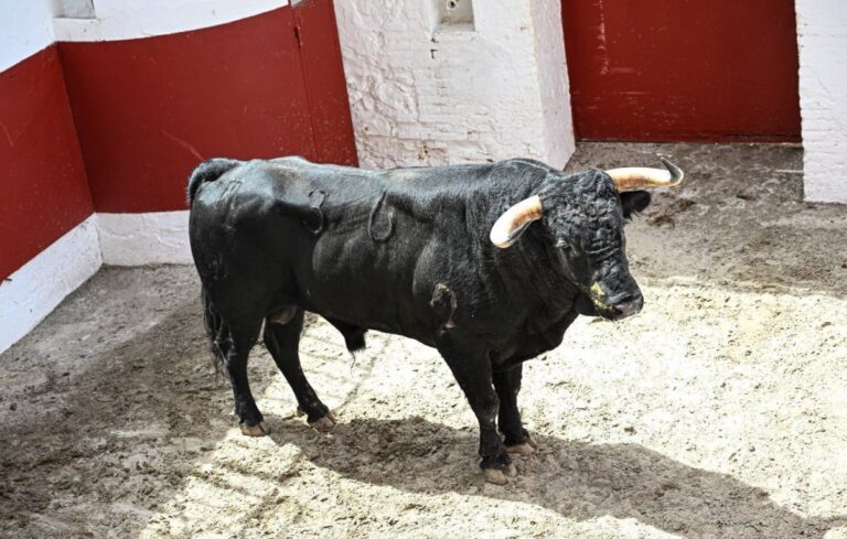 Marqués, de José Enrique Fraile de Valdefresno, ouvre la Foire de Juillet de Valence