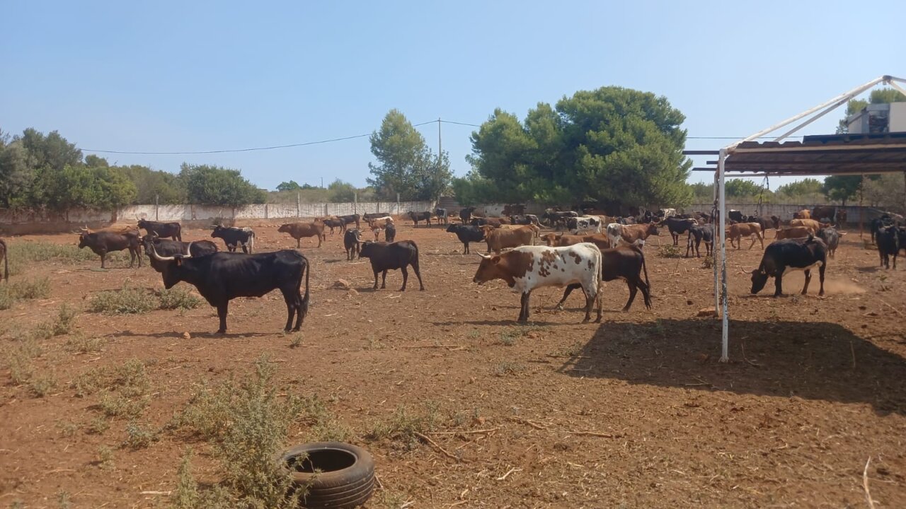 Certaines vaches sont déjà en sécurité à la ferme Alba Atenea. La solidarité entre éleveurs a été exemplaire. 