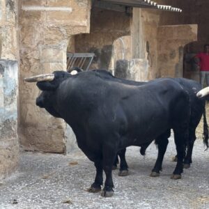 Diego Ventura visite le Colisée des Baléares: « J'espère que ce sera une bonne soirée et que nous en profiterons tous beaucoup »