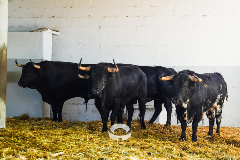 Fundidor, de Pincha, ouvre les Sanfermines à Pampelune