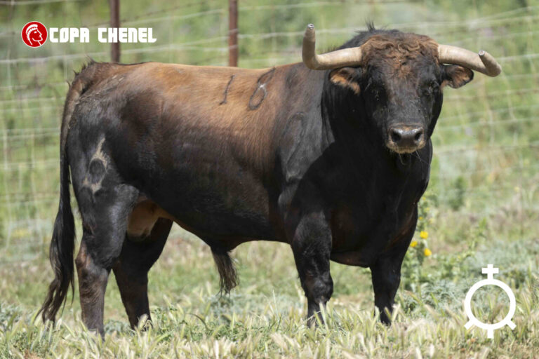 Les taureaux de Los Maños et La Palmosilla pour les demi-finales de la Coupe Chenel