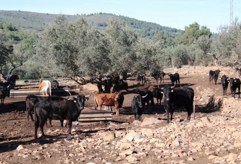 Un incendie à Castellón détruit les pâturages d'un courageux élevage de bétail