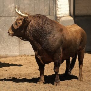 Les taureaux Pedraza de Yeltes de ce jeudi sont déjà à Las Ventas