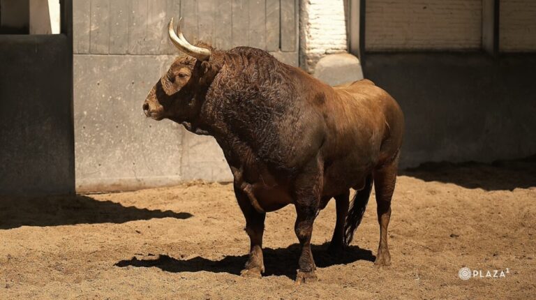 Les taureaux Pedraza de Yeltes de ce jeudi sont déjà à Las Ventas


