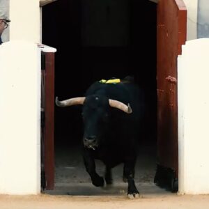 « Où le taureau est une légende et les fans sont l'âme de notre fête » : tel est le spot de la foire d'Albacete