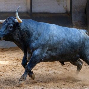 Veiga Teixeira et Partido de Resina, de belles motivations pour ce dimanche à Madrid