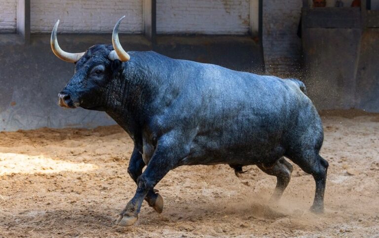 Veiga Teixeira et Partido de Resina, de belles motivations pour ce dimanche à Madrid