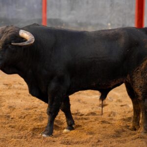 Acebuche, de Garcigrande, ouvre la Foire de San Miguel à Séville