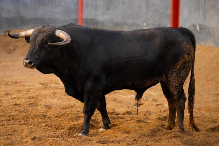 Acebuche, de Garcigrande, ouvre la Foire de San Miguel à Séville


