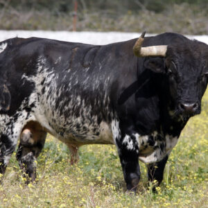 Approuvé la première stratégie taurine andalouse pour renforcer sa protection dans la région