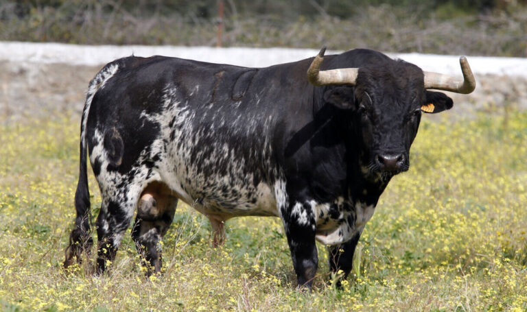 Approuvé la première stratégie taurine andalouse pour renforcer sa protection dans la région


