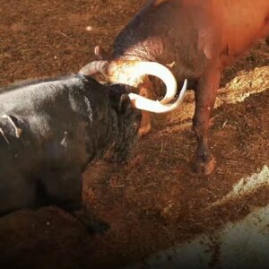 Atterrissage spectaculaire du Partido de Resina et Veiga Teixeira à Las Ventas