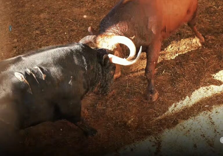 Atterrissage spectaculaire du Partido de Resina et Veiga Teixeira à Las Ventas


