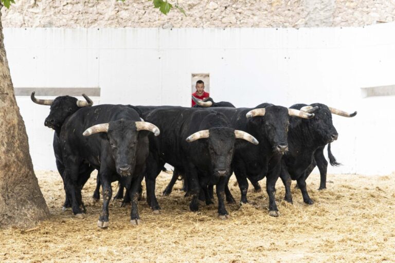 Ceux de Los Espartales ont été appelés à clôturer la foire de Murcie ce dimanche


